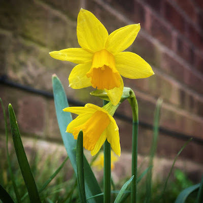 Little daffodil things