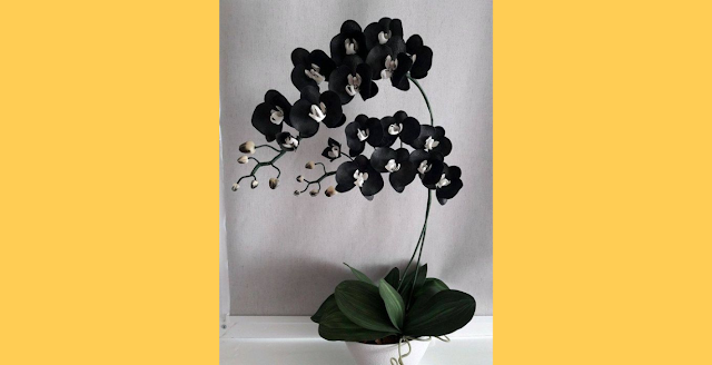 Conhecendo Melhor as Orquídeas
