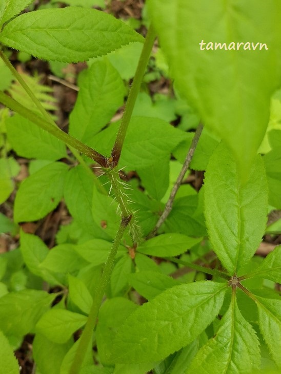 Элеутерококк колючий / Свободноягодник колючий (Eleutherococcus senticosus)