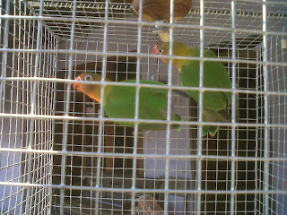 Jual lovebird murah di Solo