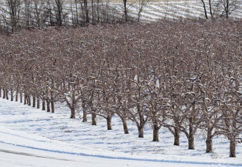 apple orchard in winter