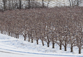 apple orchard in winter