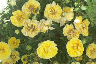 Stages of Bloom