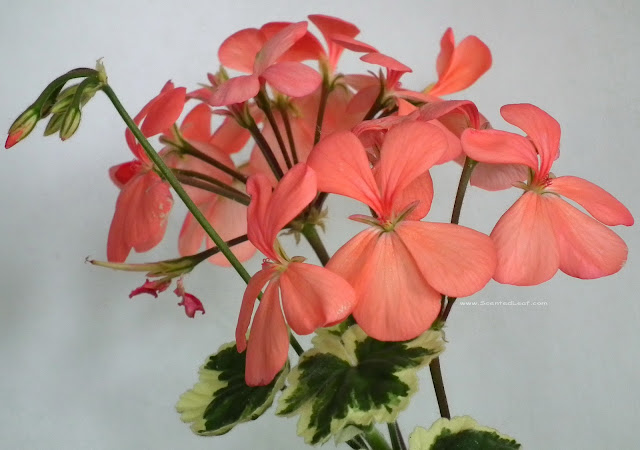 Pelargonium zonale, x Hortorum, Frank Headley blooms with flowers, flower-buds and seedpods