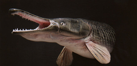 Alligator Gar