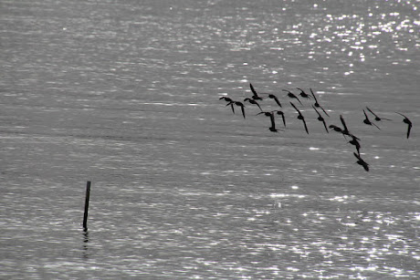 Photo of birds in flight over water. About 15 birds are clustered to the right in silhouette, occupying about a quarter of the height of the photo. To the left, a wooden stick juts out of the water.