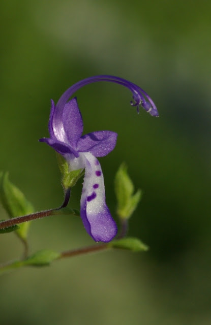 Trichostema dichotomum