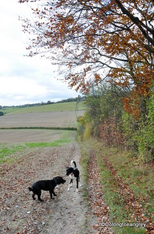 Bledlow Ridge