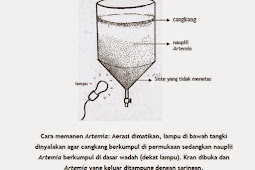 TEKNIK PENETASAN ARTEMIA