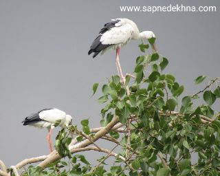 सपने में सारस पक्षी (Crane Bird) देखना - sapne main saras pakchi (crane bird) dekhna