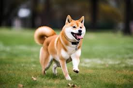 CUTE DOG BREEDS