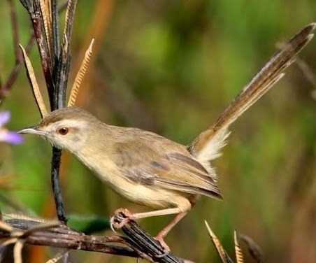 mp3 suara burung ciblek pari atau ciblek sawah