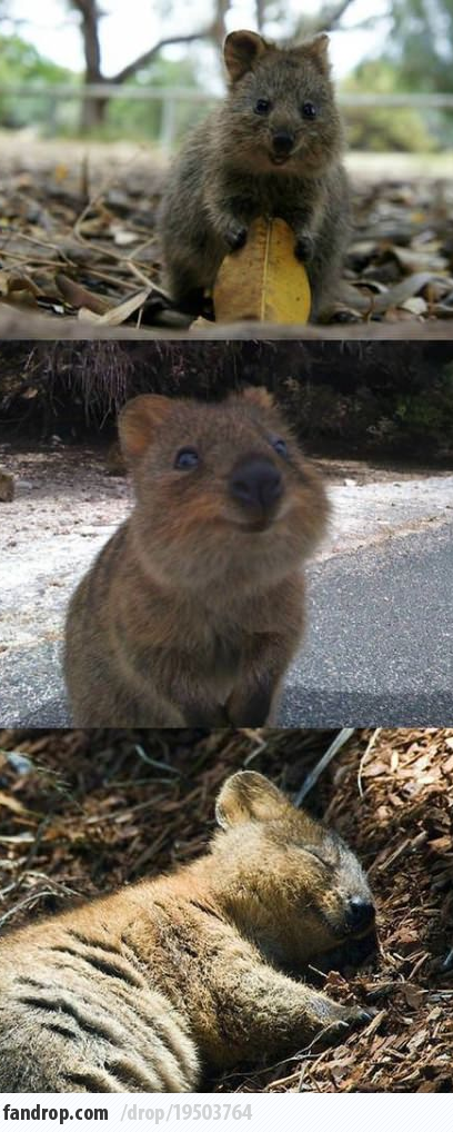 baby-quokka
