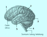 Soal pilihan ganda sistem saraf pada insan dan kunci tanggapan 40 Soal Pilihan Ganda Sistem Saraf Manusia & Kunci Jawaban