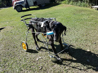 cadeira de rodas para cães