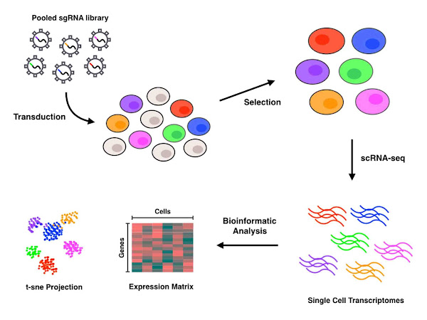 Imagen 240A | Descripción general del flujo de trabajo Perturb-seq | Sdlee94 / Attribution-Share Alike 4.0 International | Page URL : (https://commons.wikimedia.org/wiki/File:Overview_of_Perturb-seq_workflow.jpeg) from Wikimedia Commons