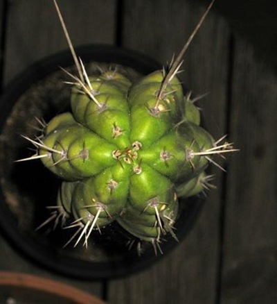 Plants5 Plants5