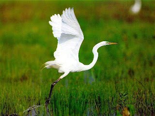 white bird flying