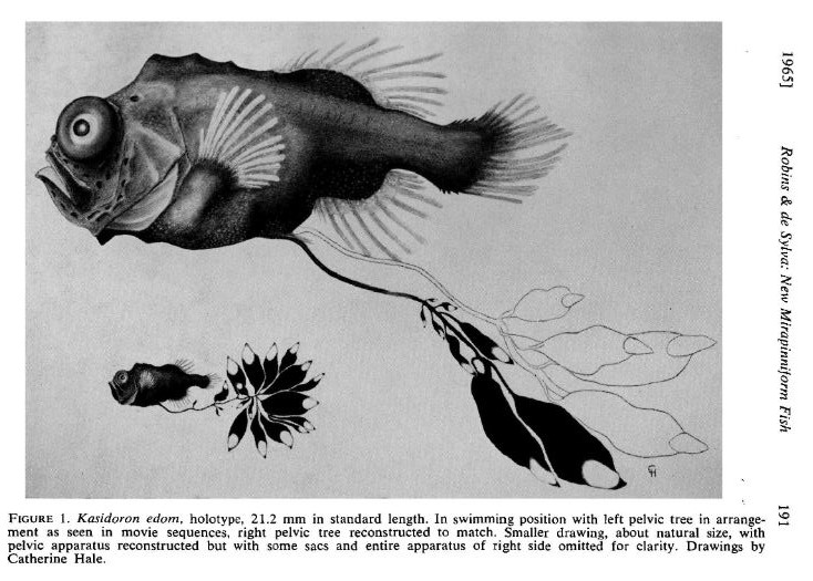 ShukerNature: THE SIPHONOPHORE FISH AND THE GIBBER FISH - TOTALLY  DIFFERENT, YET ONE AND THE SAME!