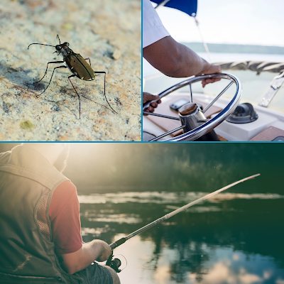 Top left: northeastern beach tiger beetle; top right: man steering boat; bottom: man fishing from a small boat