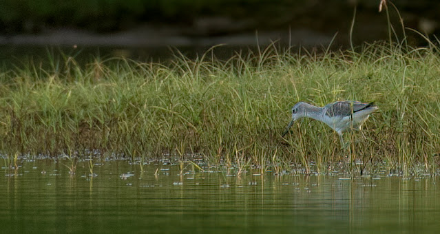 wetland water birds birding nature conservation travel pulicat lake chennai wildlife