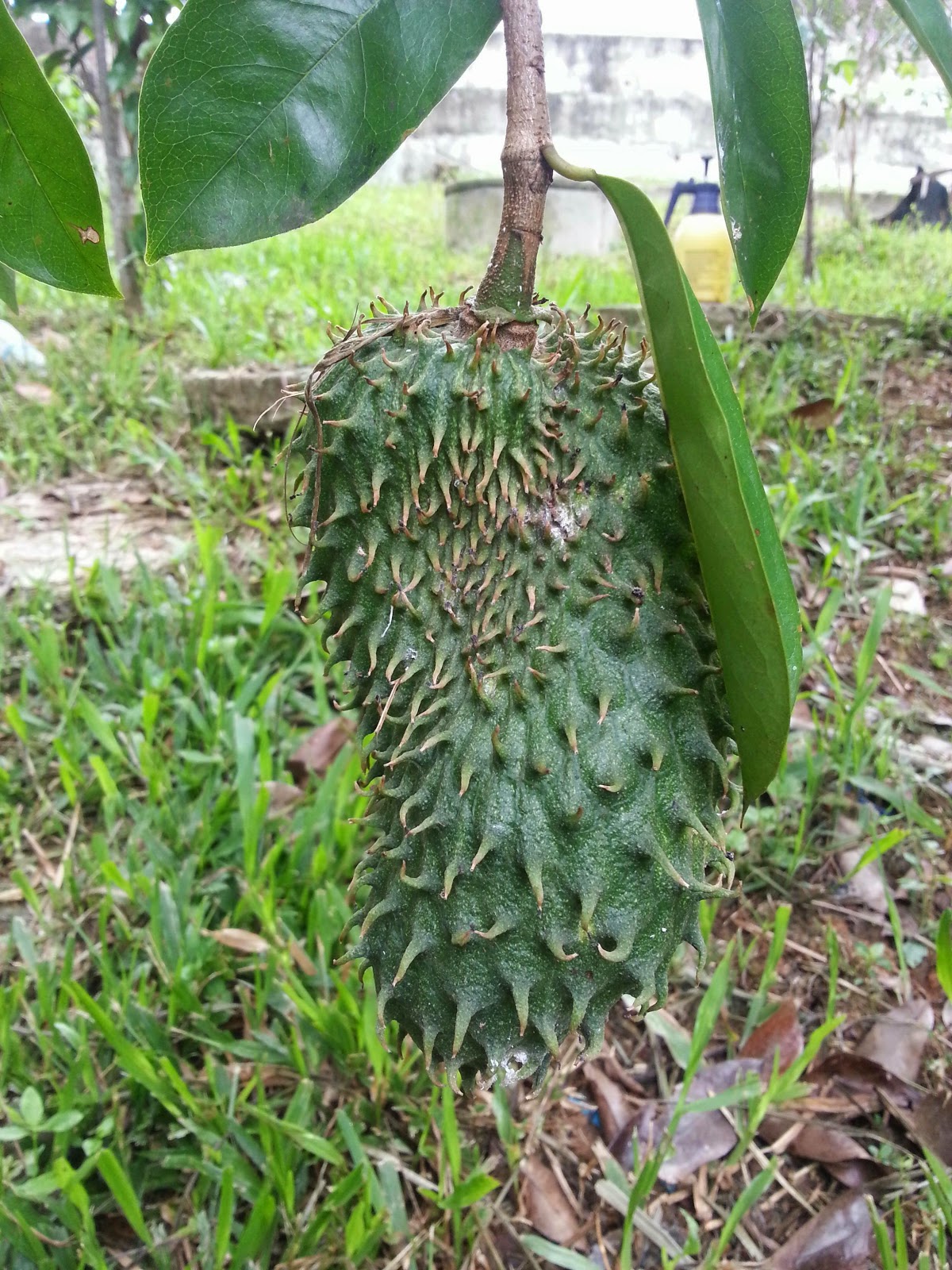 Warisan PESAGI POKOK DURIAN BELANDA  DI BELAKANG RUMAH