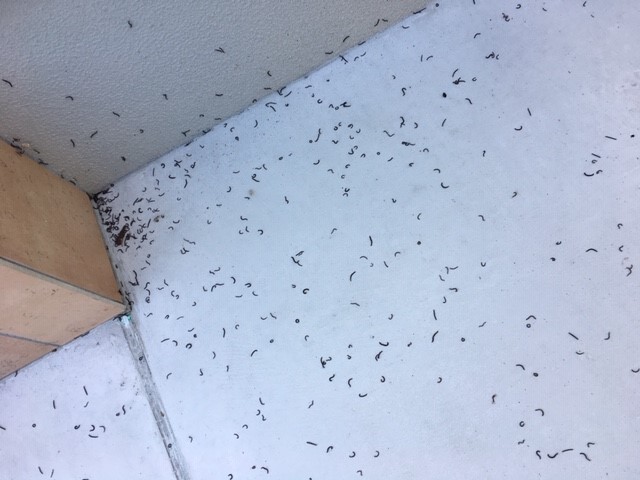 一条工務店で建てた小さな家 ブリアール ヤスデ 大量発生するニョロニョロ虫と我が家の闘い プチグロ注意