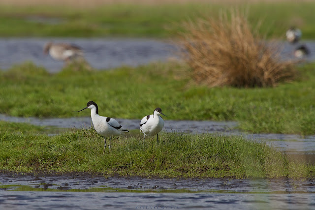 Kluut - Pied Avocet - Recurvirostra avosetta