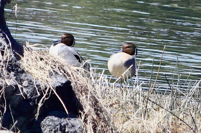 Northern Pintail - winter visitor