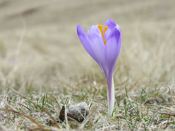 Krokusy 2018, Kalatówki [https://gorskiewedrowki.blogspot.com, fot. Dorota i Marek Szala]