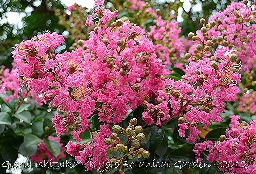 Glória Ishizaka -   Kyoto Botanical Garden 2012 - 37