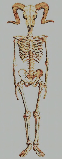 Amun's Skeleton