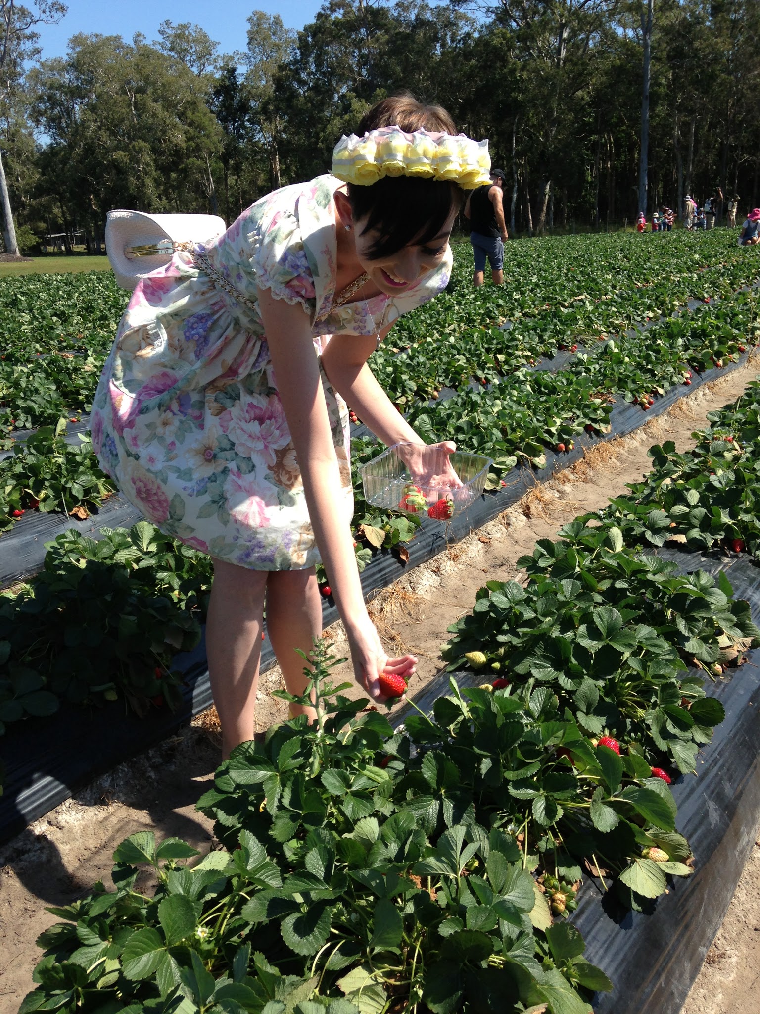 An afternoon strawberry picking