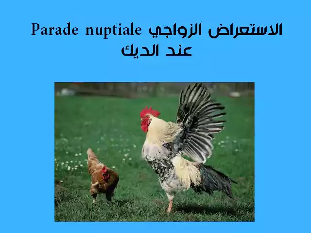 التوالد الجنسي عند الحيوانات