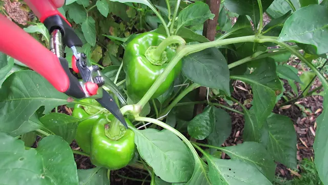 Here's how to properly harvest fruits and vegetables