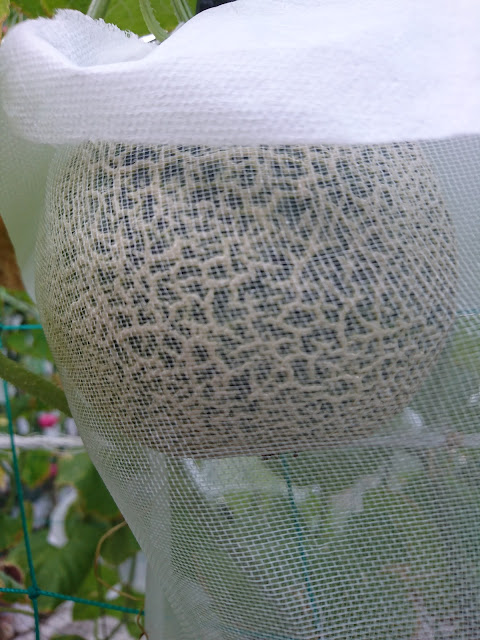 洋香瓜，生長記錄，果實Cantaloupe, growth record, fruit