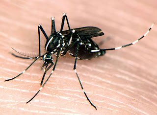Cara Mengusir Nyamuk pengganggu dengan mudah