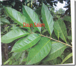 Daun Salam