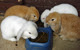 4 rabbits feeding
