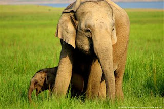 Kaziranga National Park