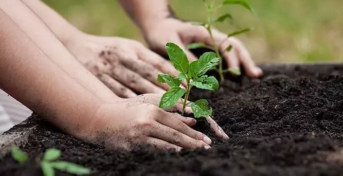 What is Afforestation and Its Benefits?