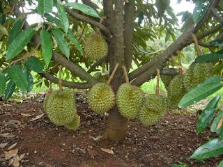 Akar tunggang pohon durian
