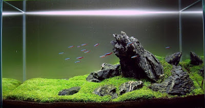 Aquascape