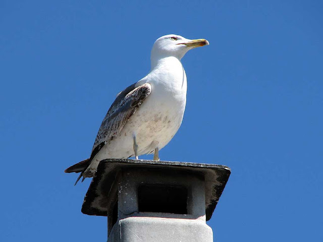 Seagull on a chimney, Livorno