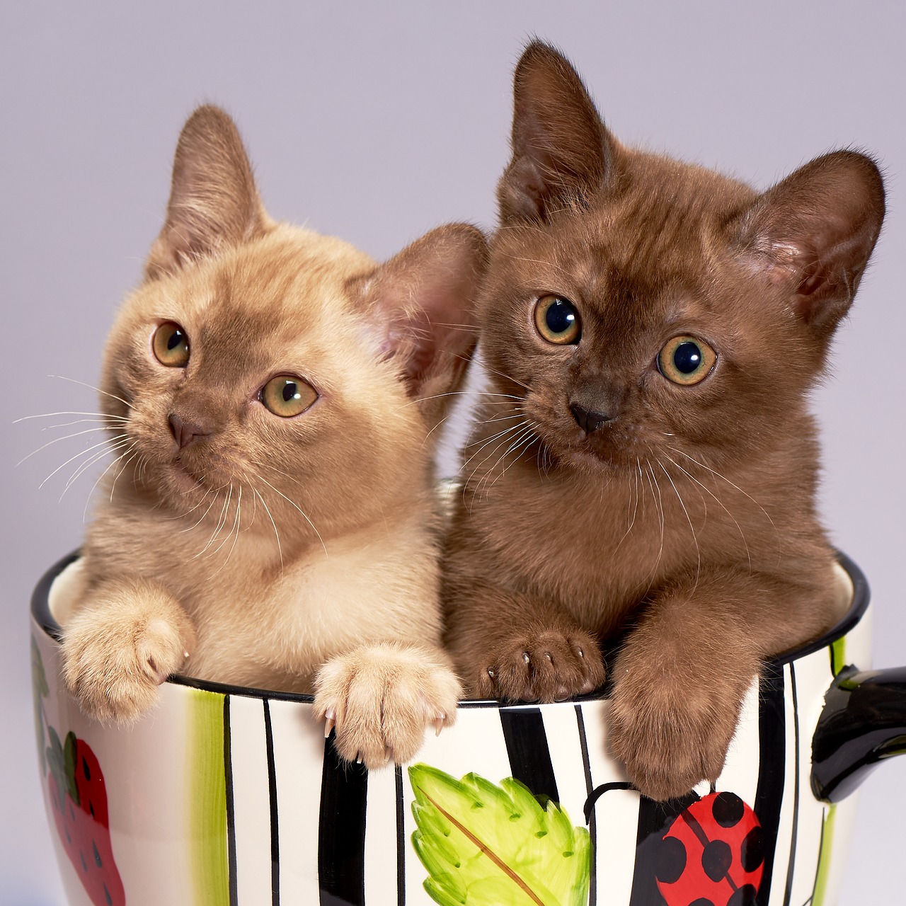 Cute cat in the cup