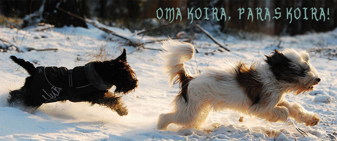 Oma koira, paras koira!