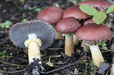 Stropharia rugoso-annulata Farlow and Murril Mushroom