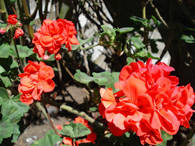 Alcatraz Island plant