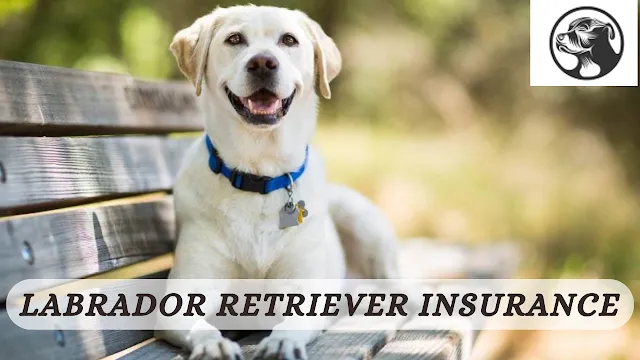 Labrador Retriever Insurance