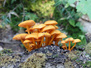 Mycène de Léa - Mycena leaiana